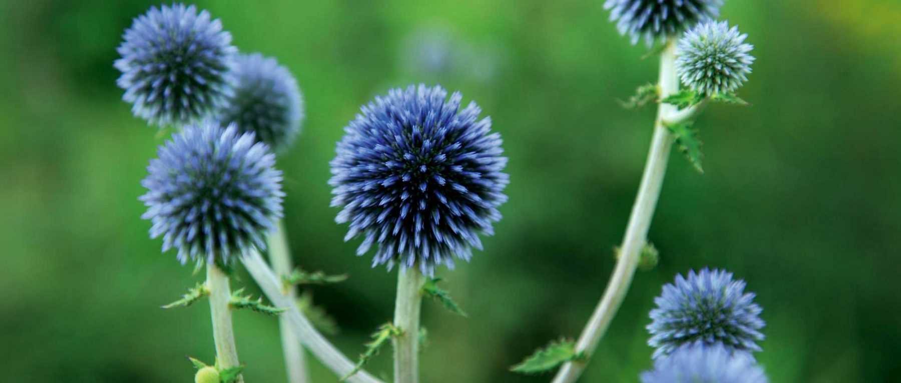 <em>Echinops</em>: planting, growing and care
