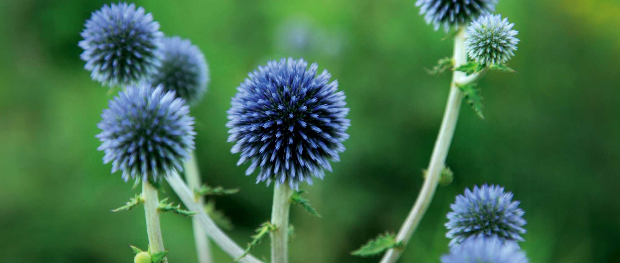<em>Echinops</em>: planting, growing and care
