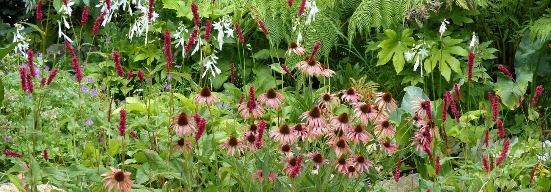Care of perennial plants