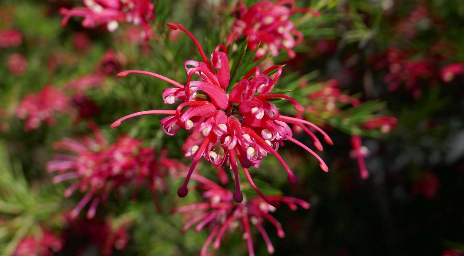 <em>Grevillea</em>: planting, pruning and care