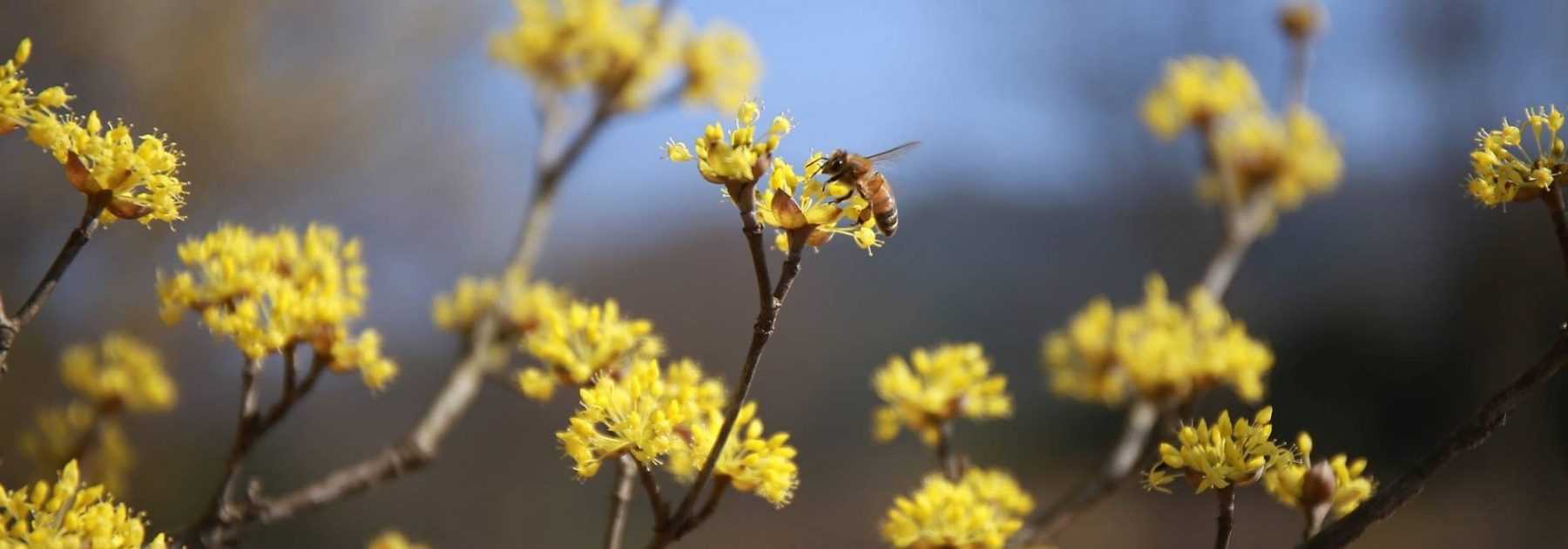A natural hedge to enhance biodiversity