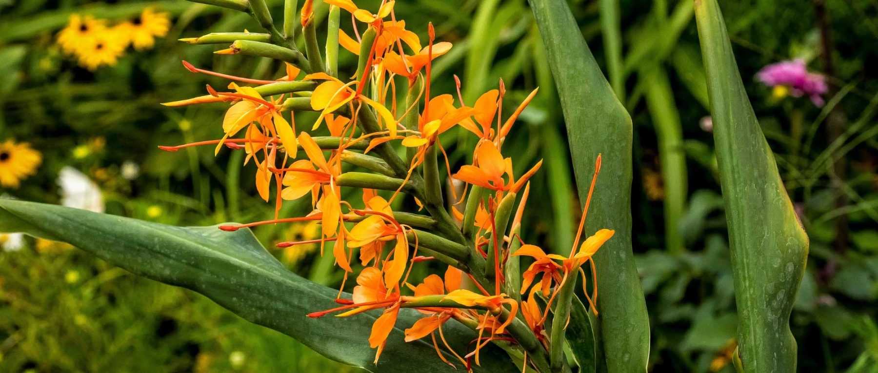<em>Hedychium</em>: planting, growing and caring for