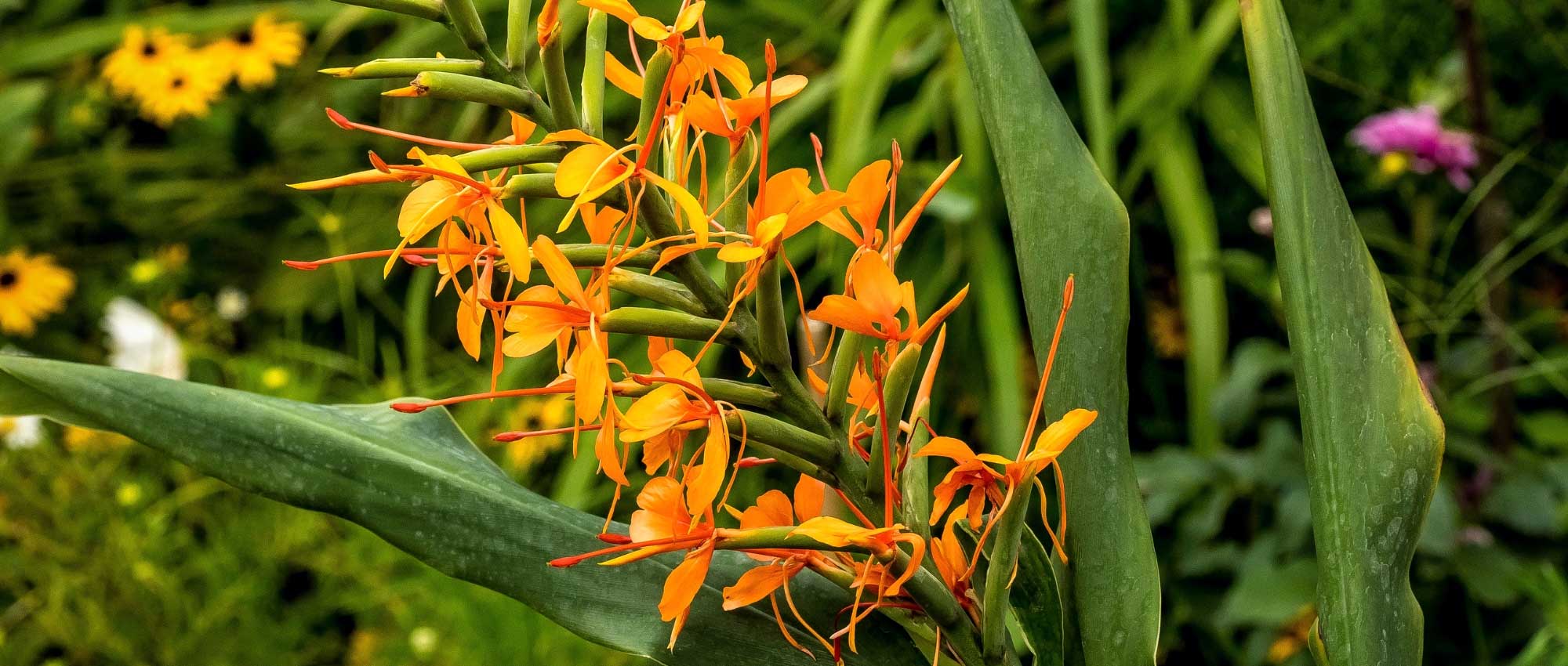 <em>Hedychium</em>: planting, growing and caring for