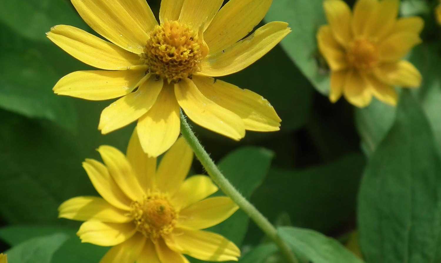 Perennial <em>Helianthus</em>, sun: planting, cultivation, maintenance