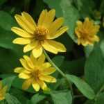 Perennial <em>Helianthus</em>, sun: planting, cultivation, maintenance