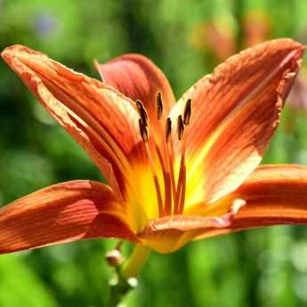 20 durable, very long-lived perennial plants