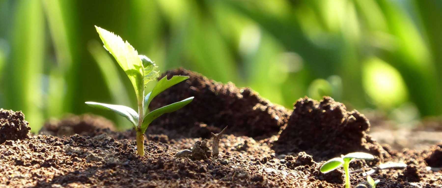 Succeeding in sowing perennial plants