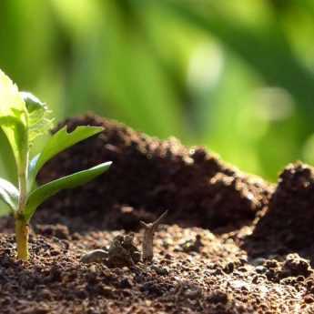 Succeeding in sowing perennial plants