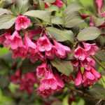 <em>Weigelia</em>: to plant, to grow, to prune