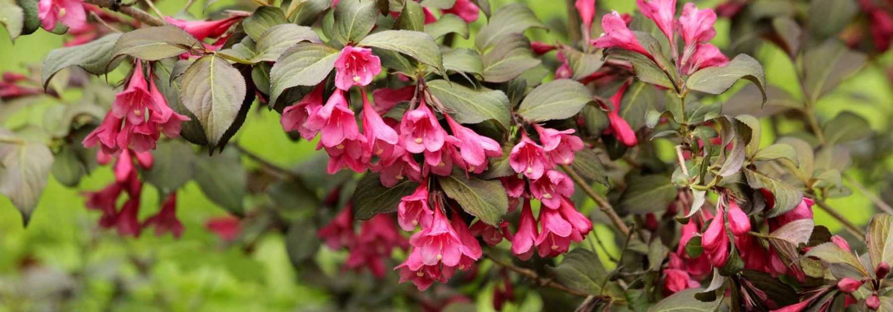 <em>Weigelia</em>: to plant, to grow, to prune