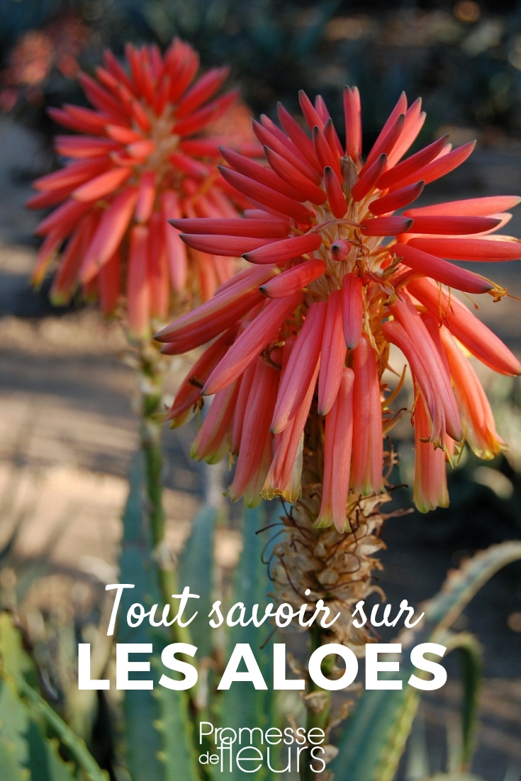 Aloes: Planting and Cultivating Young Plants