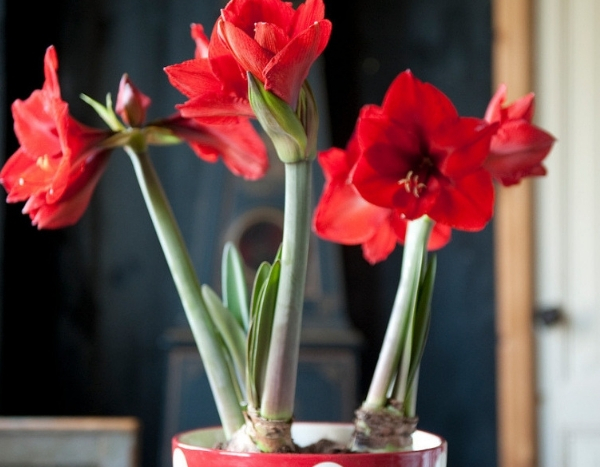 Is Amaryllis outdated? 4 settings that prove otherwise!