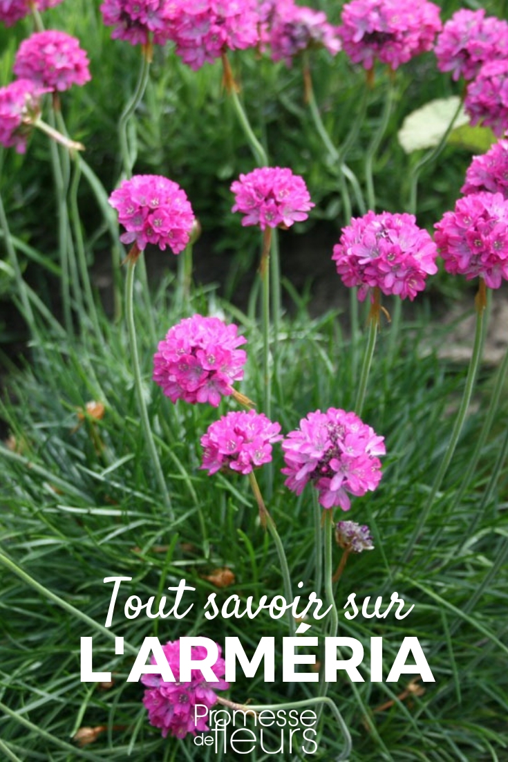 Armeria: Planting and Care Armeria, Spanish Gorse: Planting, Cultivating, Maintaining