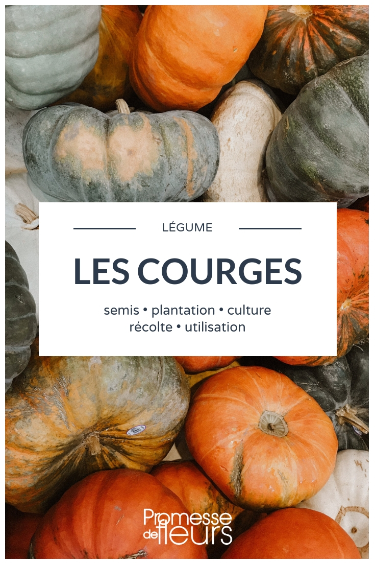 Squashes in the Vegetable Garden: Tips for Sowing, Planting, and Cultivating