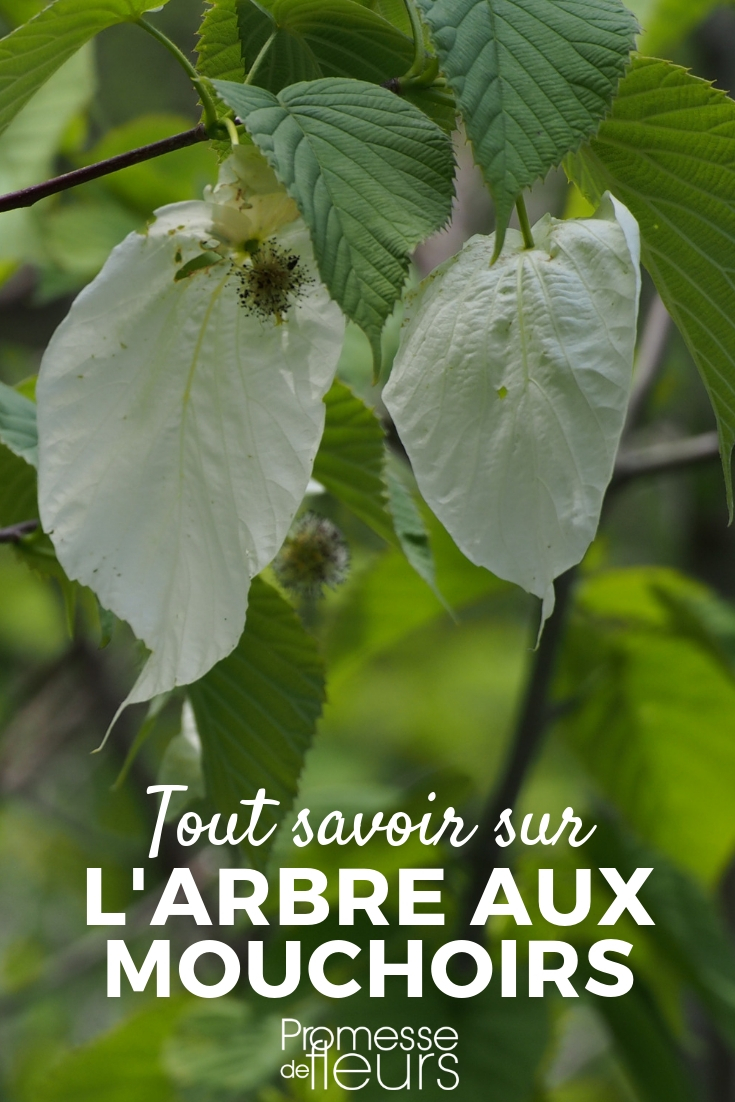 Davidia, Handkerchief Tree – Sowing, Planting, and Care Davidia, the Handkerchief Tree: Tips on Planting, Pruning, and Cultivation