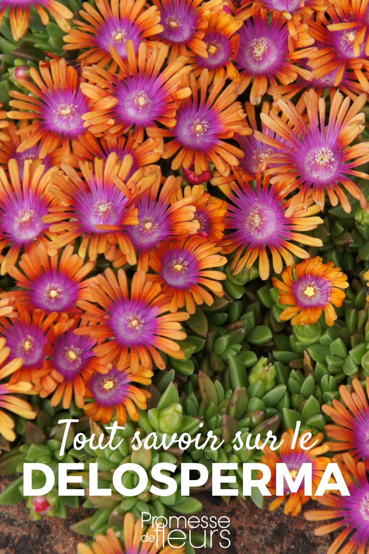 delosperma_planter_cultiver_entretenir Delosperma, perennial purslane