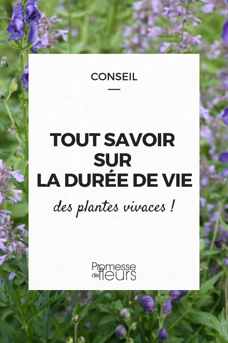 Perennial Plants' Longevity