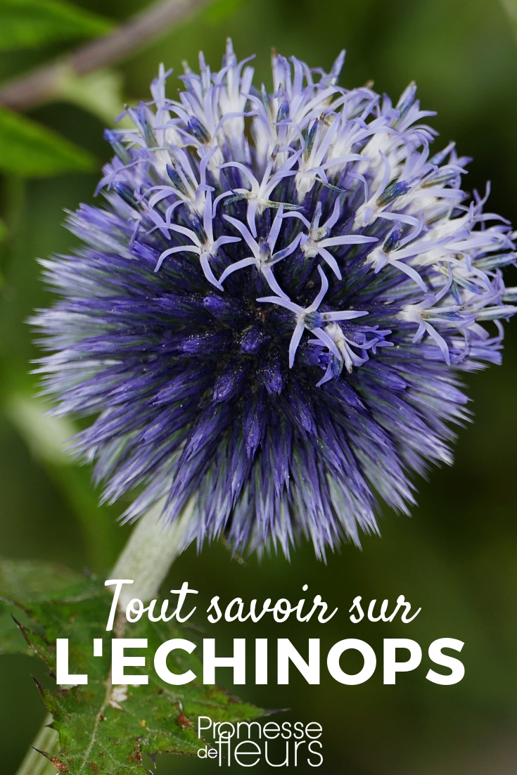 Echinops - Planting and Cultivating Young Plants Echinops, globe thistle