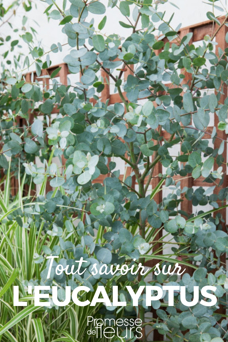 Eucalyptus - Planting, Pruning, and Maintenance Eucalyptus: Planting, Pruning, and Maintenance