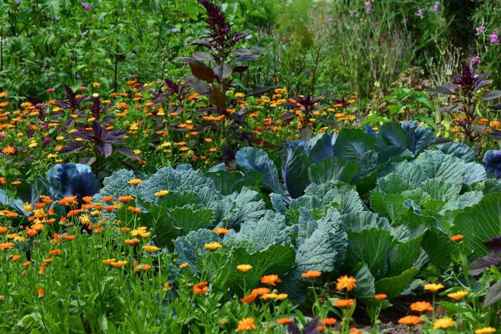 Starting your first vegetable garden - A guide for beginners