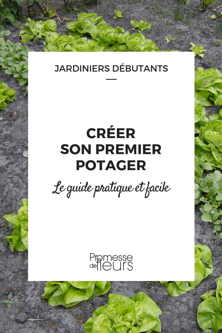 Guide to Creating Your First Vegetable Garden