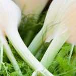 Fennel: sowing, cultivation, maintenance and harvest