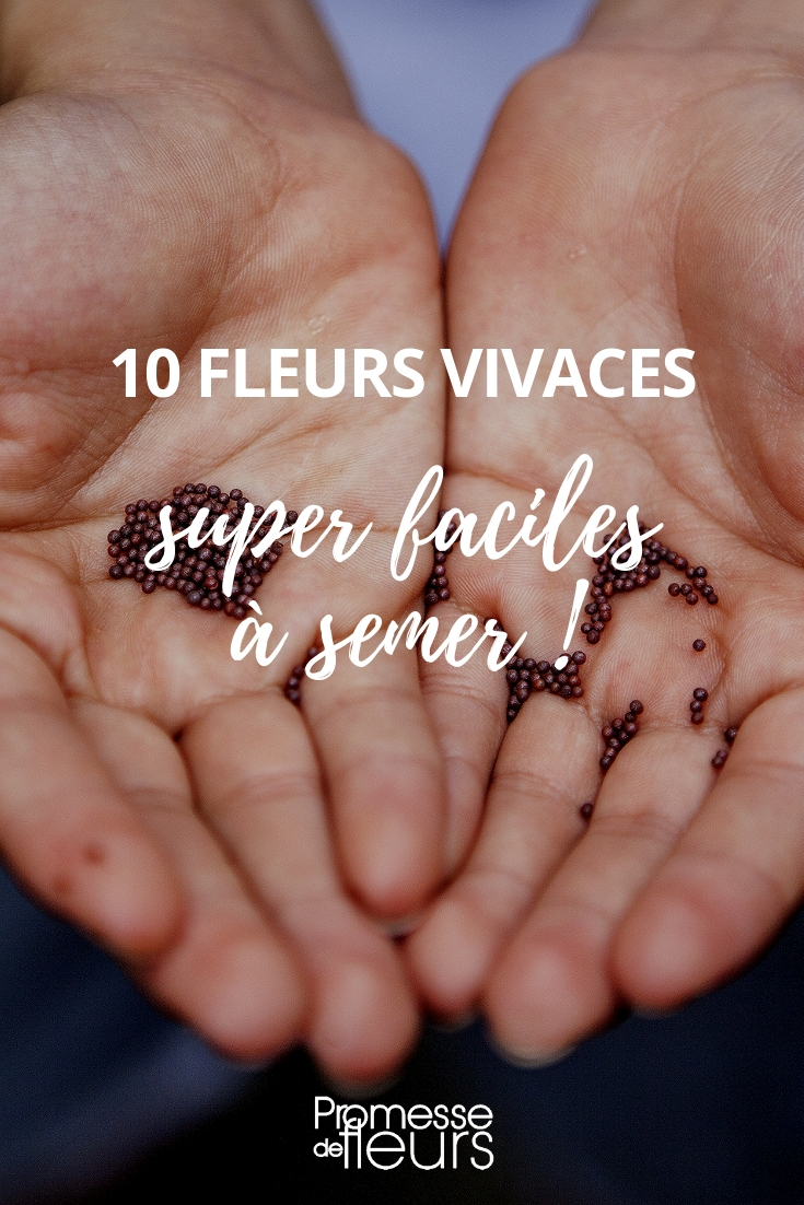 10 Perennial Flowers Easy to Multiply by Sowing