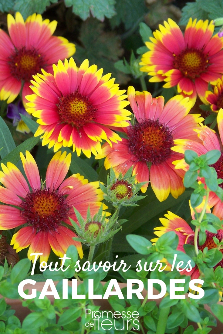Gaillardia: Sowing, Planting, Cultivating