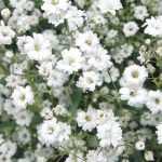 <em>Gypsophila</em>: planting and care