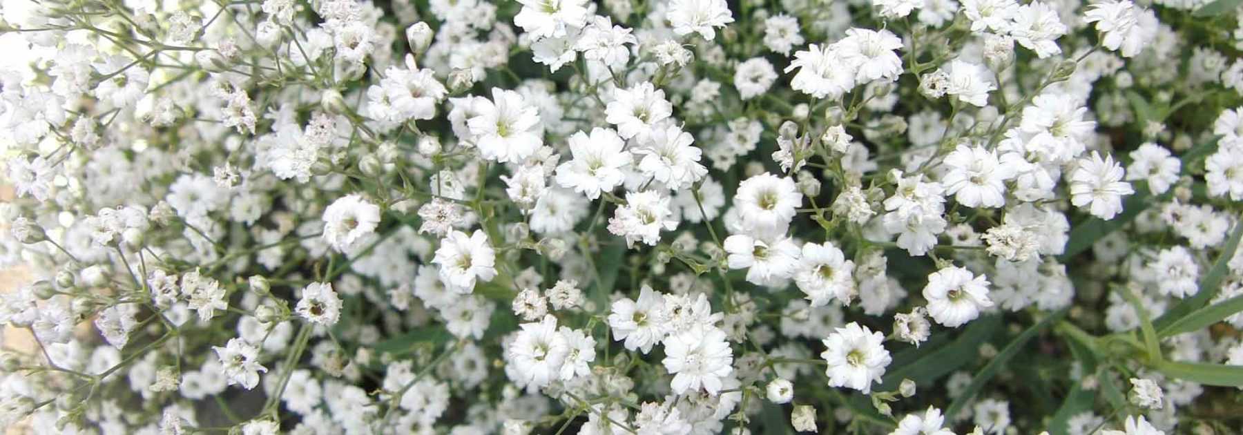 <em>Gypsophila</em>: planting and care