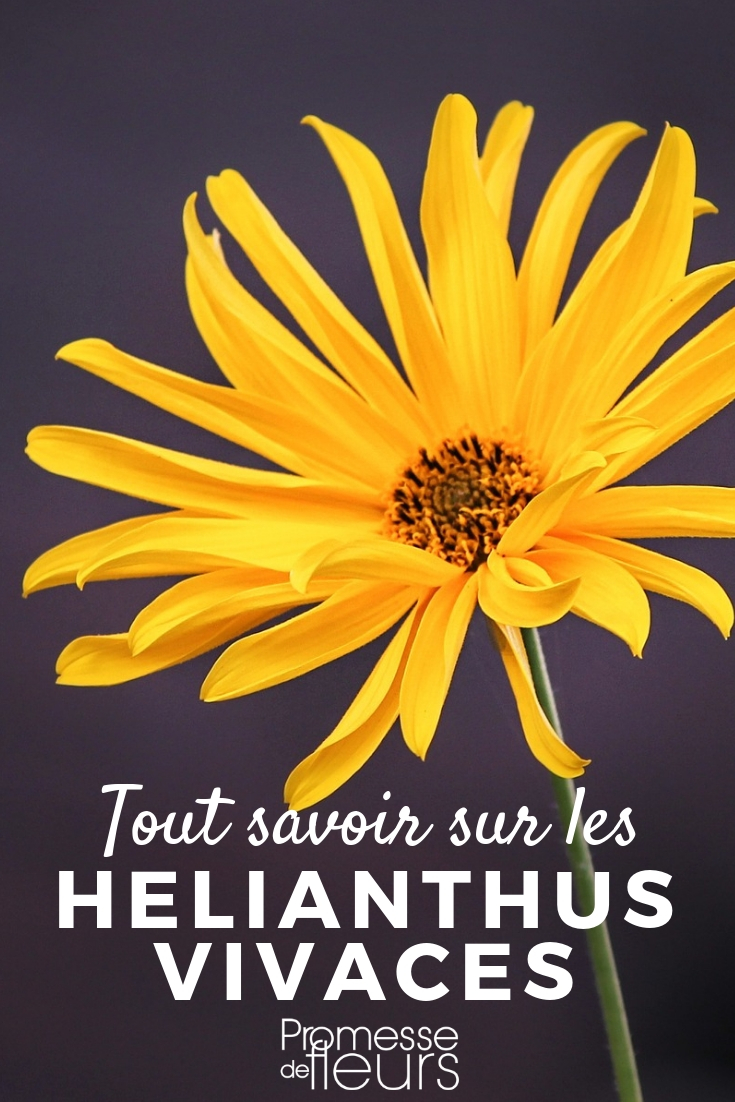 Perennial Helianthus: Everything You Need to Know Helianthus