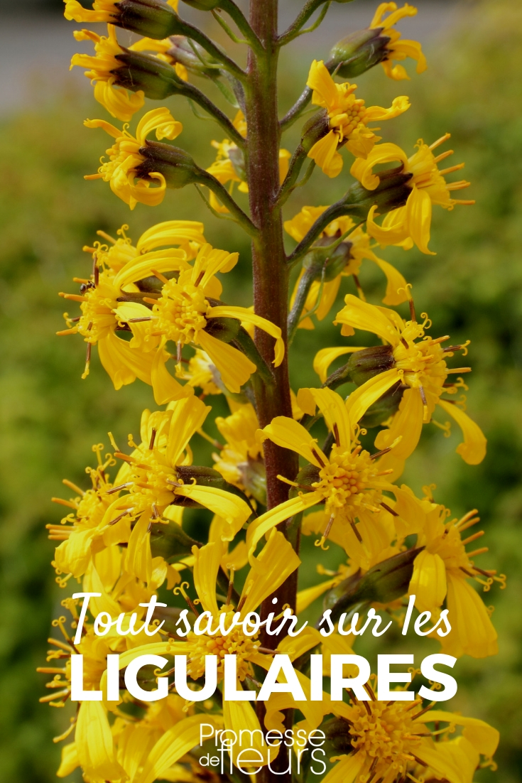 Ligularia - Planting and Care Ligularia: Planting and Caring for Young Plants