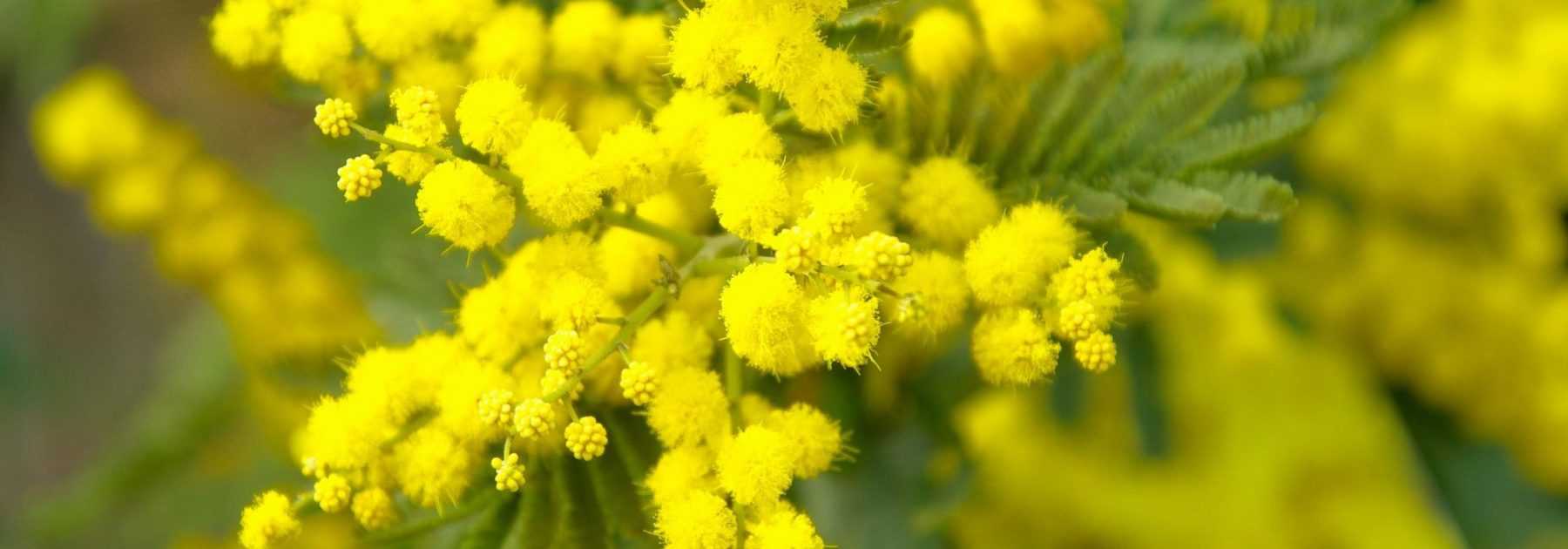 Mimosa: planting, pruning and care