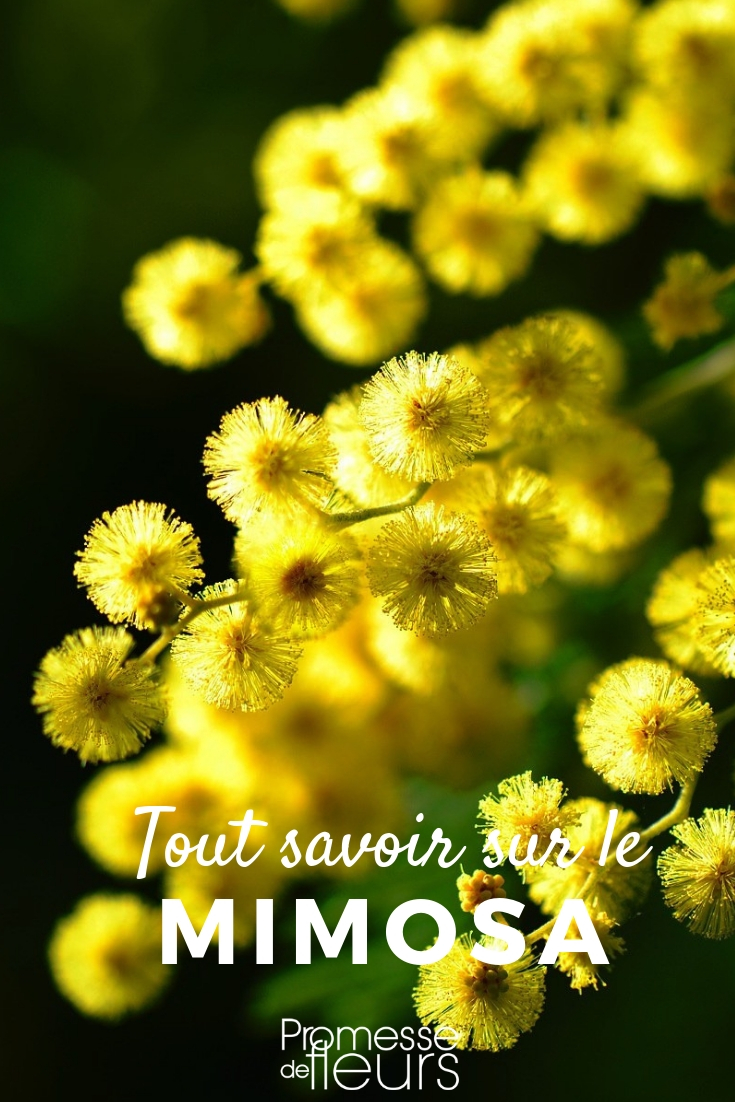 Mimosa: Everything You Need to Know
The Mimosa, with its delicate and vibrant blossoms, is a popular choice among garden enthusiasts. In this article, we'll delve into everything you need to know about growing and caring for Mimosas in your garden.
### Understanding Mimosa
**Botanical Name:** Acacia dealbata
The Mimosa, commonly known as the Silver Wattle, is a fast-growing evergreen tree or shrub known for its beautiful, fragrant yellow flowers. It originates from Australia and Tasmania but has become a beloved plant in many parts of the world.
### Planting Mimosa
Mimosas thrive in well-drained soil and a sunny location. They are relatively hardy but do best in sheltered areas that protect them from harsh winds. Planting should ideally be done in spring or early autumn to give the plant enough time to establish before the colder months.
### Care and Maintenance
**Watering:** Mimosas require moderate watering, especially during dry spells. However, they are drought-resistant once established.
**Pruning:** Pruning should be done in late winter or early spring to maintain shape and promote healthy growth. Remove any dead or damaged branches to keep the tree healthy.
**Feeding:** Use a balanced, slow-release fertilizer in the spring to encourage vibrant blooms and robust growth.
### Common Issues
Mimosas are generally robust but can be susceptible to pests like aphids and diseases such as powdery mildew. Regular inspection and prompt treatment can help manage these issues effectively.
### Conclusion
The Mimosa is a stunning addition to any garden, offering a splash of colour and a touch of exotic charm. With proper care and maintenance, you can enjoy the spectacular display of its blooms year after year. Whether you are a seasoned gardener or a beginner, the Mimosa is a delightful choice that promises beauty and satisfaction. mimosa