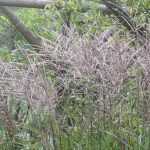 <em>Miscanthus</em>: planting, growing and caring for