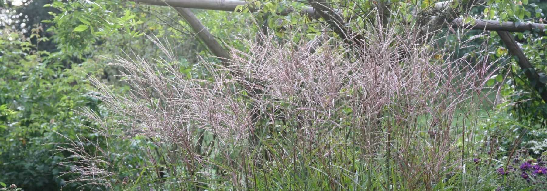 <em>Miscanthus</em>: planting, growing and caring for