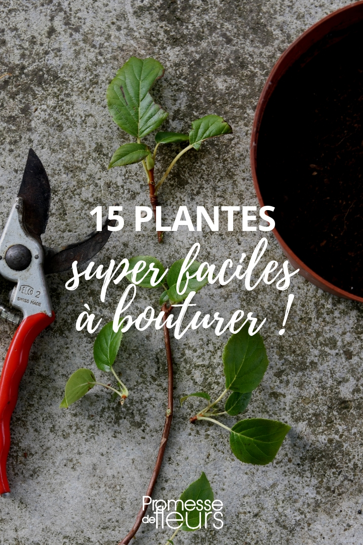 Propagation by Cuttings: The Easiest Plants to Multiply