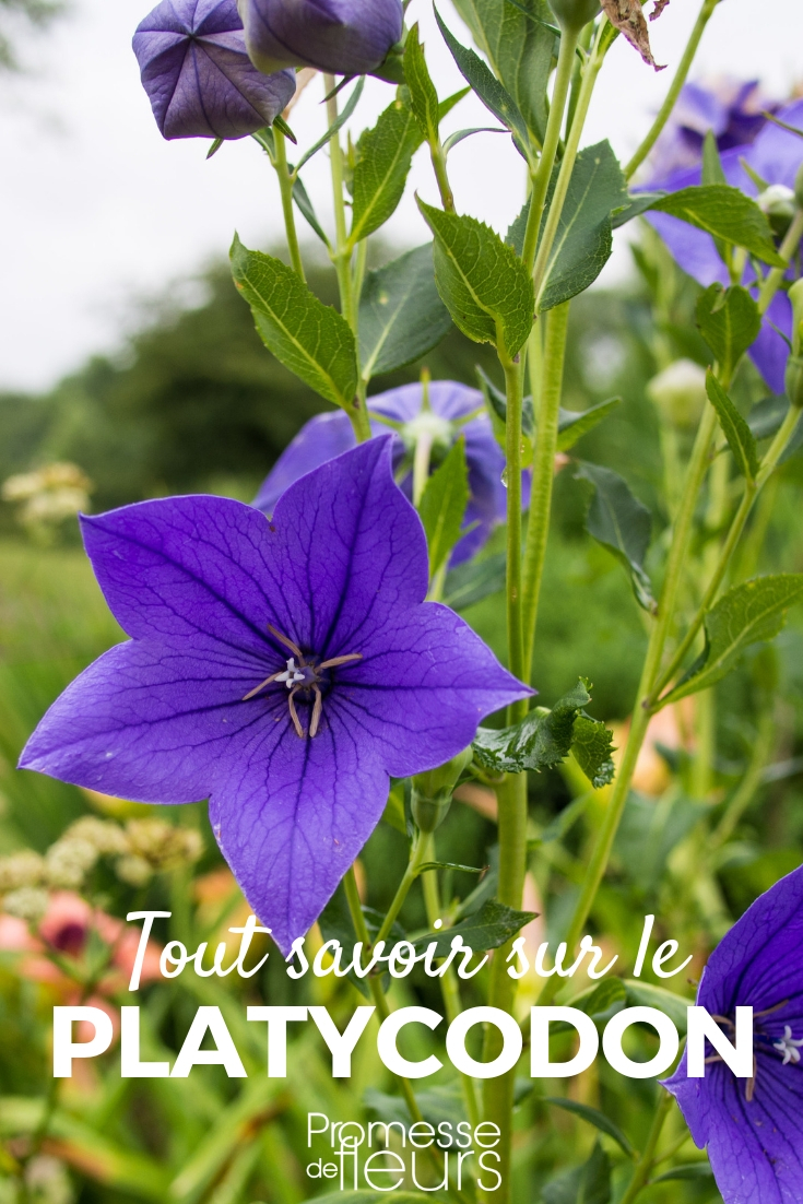 Platycodon: Planting, Cultivating, and Maintaining Young Plants Platycodon: Planting and Cultivation - Our Advice