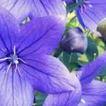 <em>Platycodon</em>: planting, cultivation, care