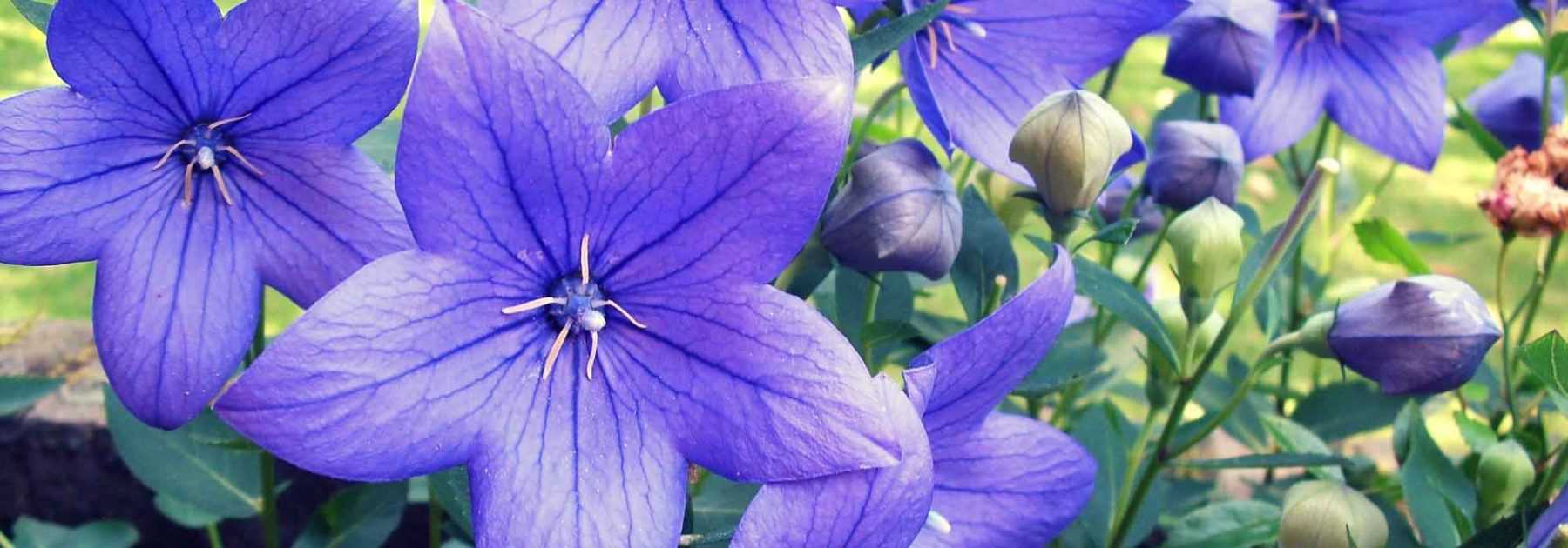 <em>Platycodon</em>: planting, cultivation, care