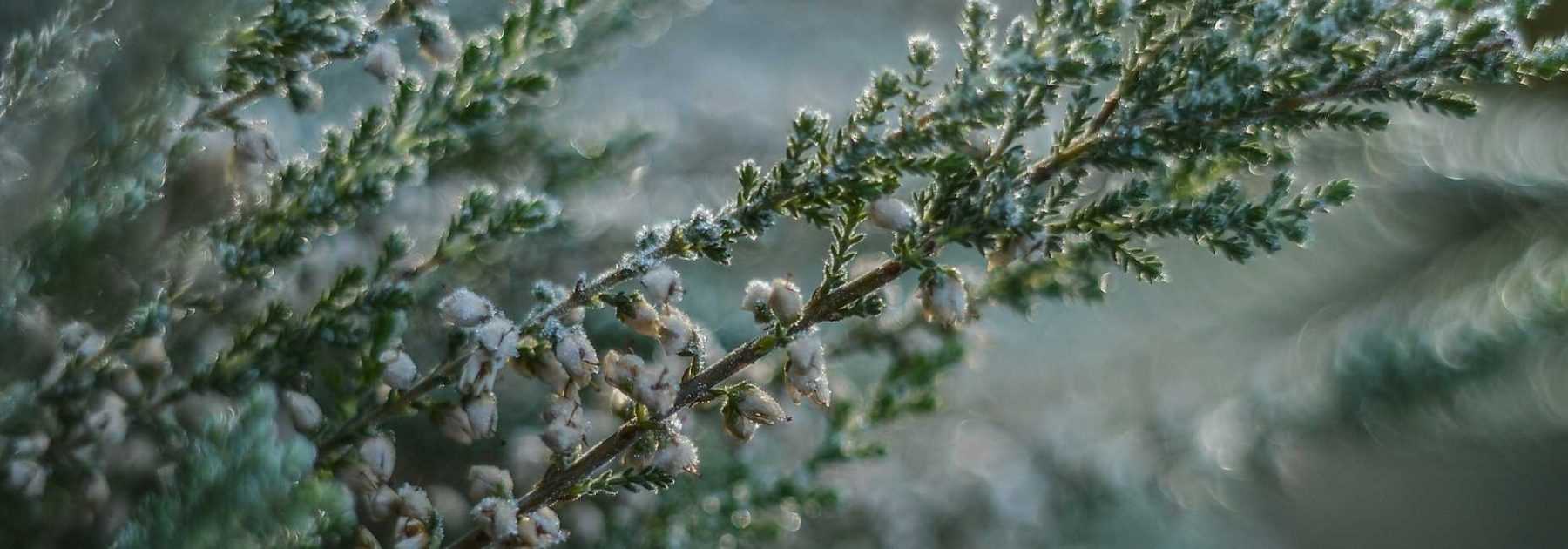 Acid soil, neutral soil or calcareous soil: how to know?