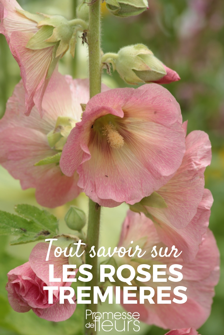 Hollyhock - Sowing, Planting, and Care Hollyhock: Sowing, Planting, Cultivating