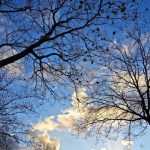 On Saint Catherine's Day, does all wood really take root?