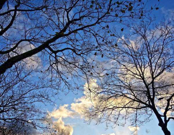 On Saint Catherine's Day, does all wood really take root?