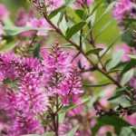 <em>Hebe</em>, shrubby veronica: planting, pruning and care