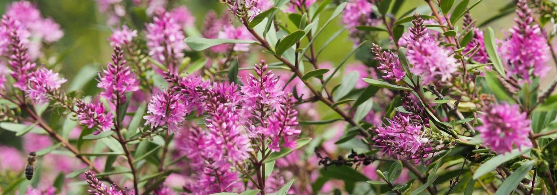 Hebe, shrubby veronica: planting, pruning and care
