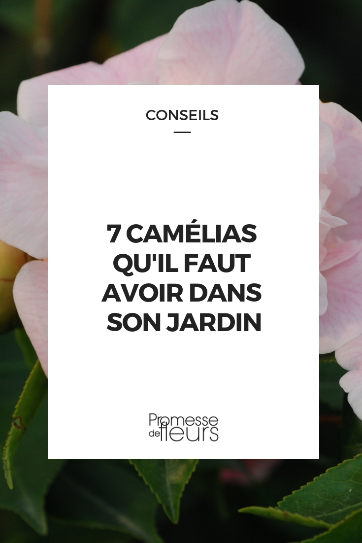 7 Camellias You Must Have camellia