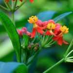 <em>Asclepias</em>: sow, plant and care for