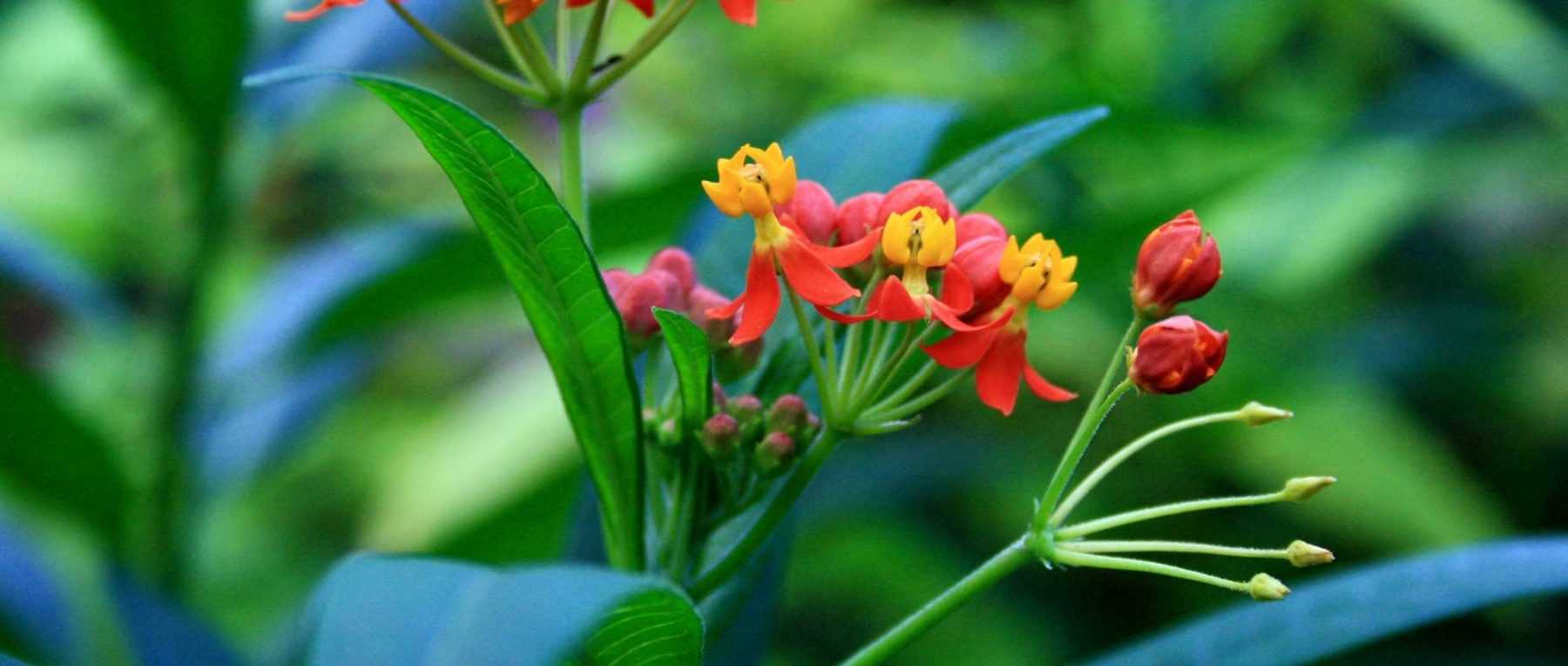 <em>Asclepias</em>: sow, plant and care for