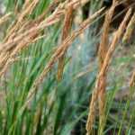 <em>Calamagrostis</em>: planting, growing and caring for